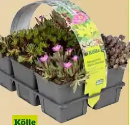 Pflanzen Kölle Kölle Steingartenpflanzen Angebot