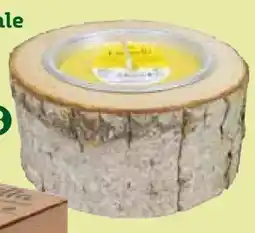 Pflanzen Kölle Kerze in Holzschale Angebot