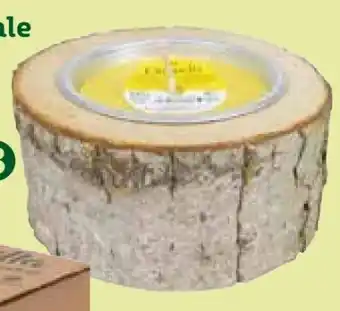 Pflanzen Kölle Kerze in Holzschale Angebot