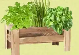 Pflanzen Kölle Mini Hochbeet Angebot