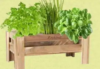 Pflanzen Kölle Mini Hochbeet Angebot