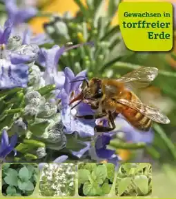 Pflanzen Kölle Mediterrane Kräuter Angebot