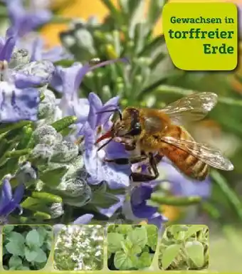 Pflanzen Kölle Mediterrane Kräuter Angebot