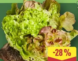 Aldi Nord Salate mit Wurzelballen Angebot