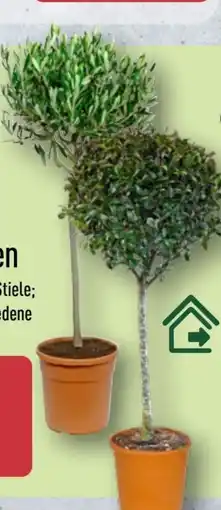 Aldi Nord Gardenline Toskana-Stämmchen Angebot