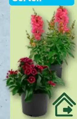 Aldi Nord Gardenline Stauden Angebot