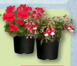 Aldi Nord Gardenline Fuchsie Angebot