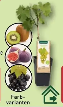 Aldi Nord Gardenline Spalierobst Angebot
