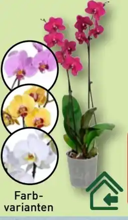 Aldi Nord Gardenline Phalaenopsis Angebot
