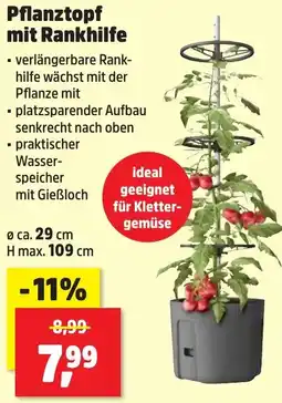 Thomas Philipps Pflanztopf mit Rankhilfe Angebot