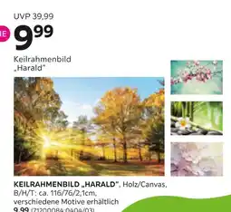 Mömax Keilrahmenbild „harald“ Angebot