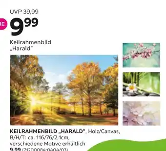 Mömax Keilrahmenbild „harald“ Angebot