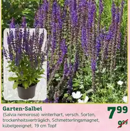 Pflanzen Kölle Garten-salbei Angebot