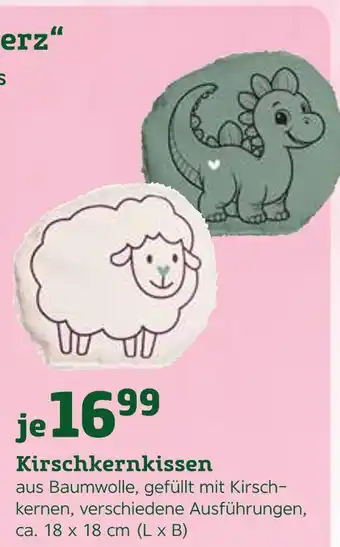 Pflanzen Kölle Kirschkernkissen Angebot