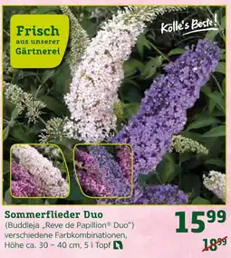 Pflanzen Kölle Kölle's beste! sommerflieder duo Angebot