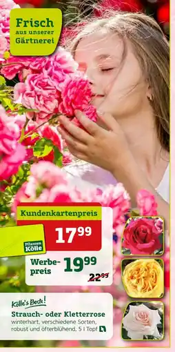 Pflanzen Kölle Kölle's beste! strauch- oder kletterrose Angebot