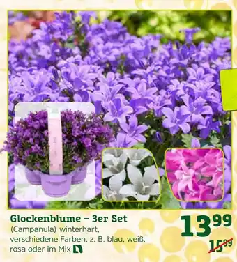 Pflanzen Kölle Glockenblume – 3er set Angebot