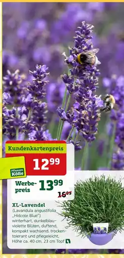 Pflanzen Kölle Pflanzen kölle xl-lavendel (lavandula angustifolia „hidcote blue“) Angebot