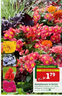 Pflanzen Kölle Beetpflanzen in sorten Angebot