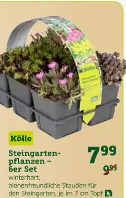 Pflanzen Kölle Kölle steingartenpflanzen – 6er set Angebot