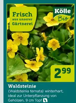 Pflanzen Kölle Kölle bio waldsteinie Angebot