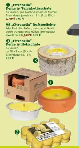 Pflanzen Kölle Citronella duftkerzen Angebot
