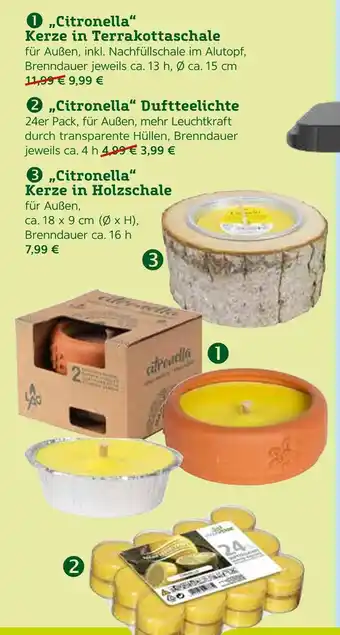 Pflanzen Kölle Citronella duftkerzen Angebot