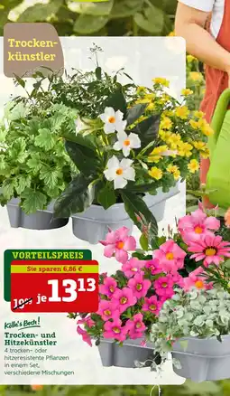 Pflanzen Kölle Kölle's beste! trocken- und hitzekünstler Angebot