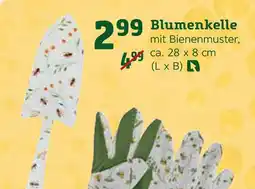 Pflanzen Kölle Blumenkelle Angebot