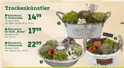 Pflanzen Kölle Hauswurz Angebot