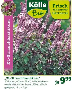 Pflanzen Kölle Kölle xl-strauchbasilikum Angebot