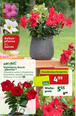 Pflanzen Kölle Kölle's beste! dipladenia busch „qdeville“ Angebot