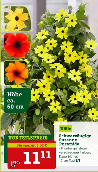 Pflanzen Kölle Kölle schwarzäugige susanne pyramide Angebot