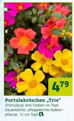 Pflanzen Kölle Portulakröschen „trio“ (portulaca) Angebot