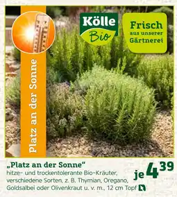 Pflanzen Kölle Kölle bio platz an der sonne Angebot