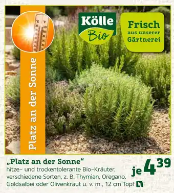 Pflanzen Kölle Kölle bio platz an der sonne Angebot