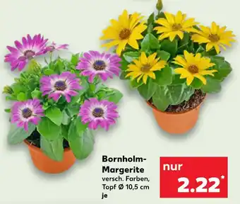 Kaufland Bornholm-margerite Angebot