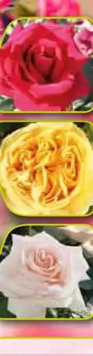 Pflanzen Kölle Kölle's Beste Strauchrose Angebot