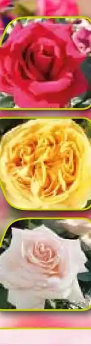 Pflanzen Kölle Kölle's Beste Strauchrose Angebot