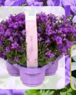 Pflanzen Kölle Glockenblume Capanula Angebot