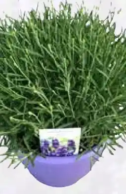 Pflanzen Kölle Lavendel XL Angebot
