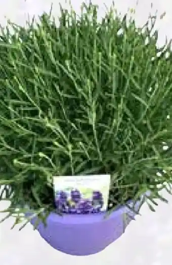 Pflanzen Kölle Lavendel XL Angebot