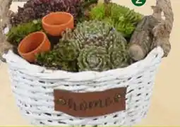Pflanzen Kölle Hauswurz im Korb Home Angebot