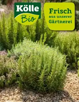 Pflanzen Kölle Kölle's Bio Platz an der Sonne Angebot