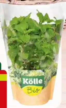Pflanzen Kölle Kölle's Bio Küchenkräuter Angebot