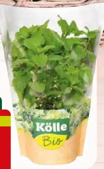 Pflanzen Kölle Kölle's Bio Küchenkräuter Angebot
