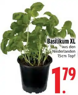 Edeka Basilikum XL Angebot