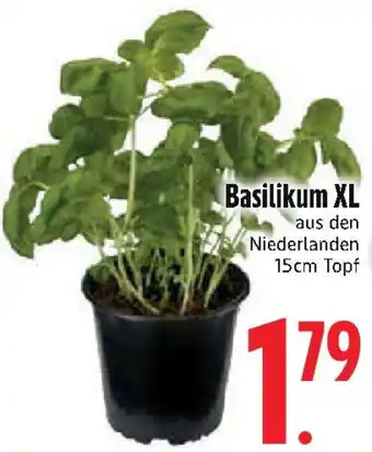Edeka Basilikum XL Angebot