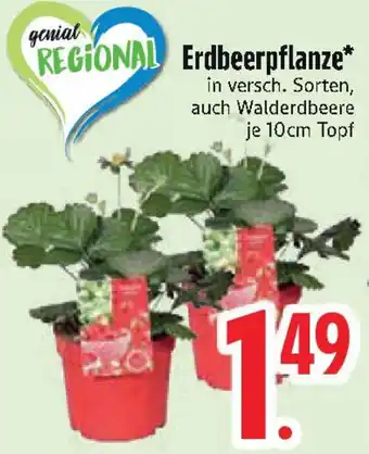 Edeka Erdbeerpflanze Angebot