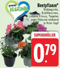 Edeka Beetpflanze Angebot